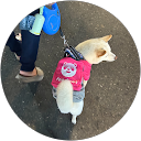 劉致呈 profile picture